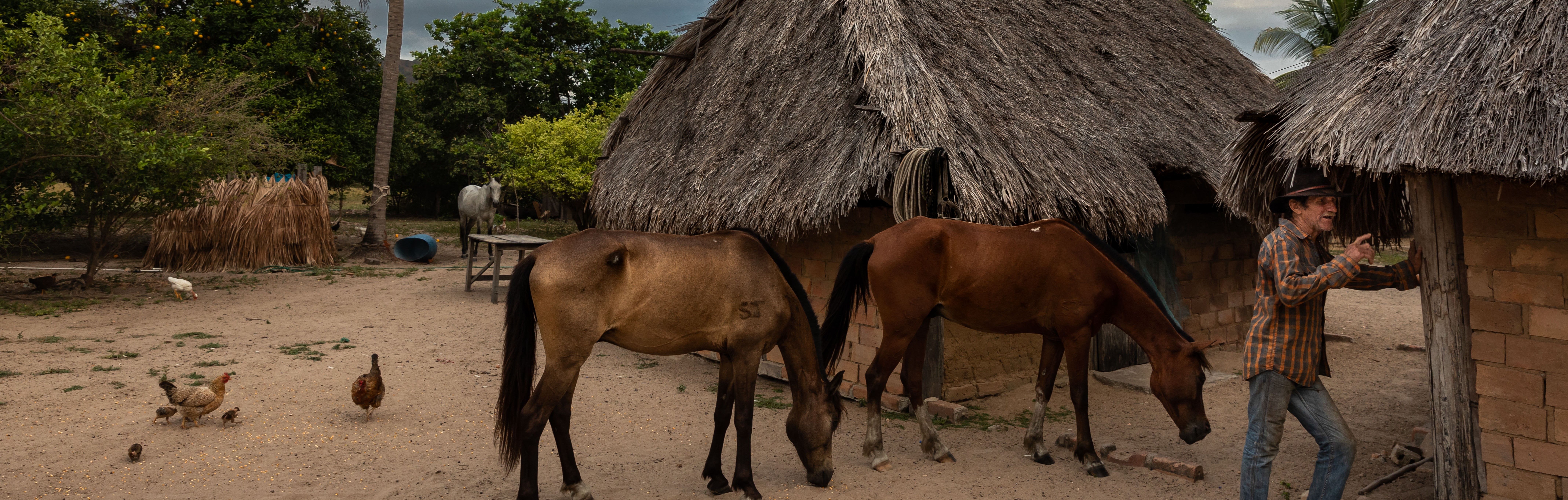 GUY - Legal Hub - Animal health